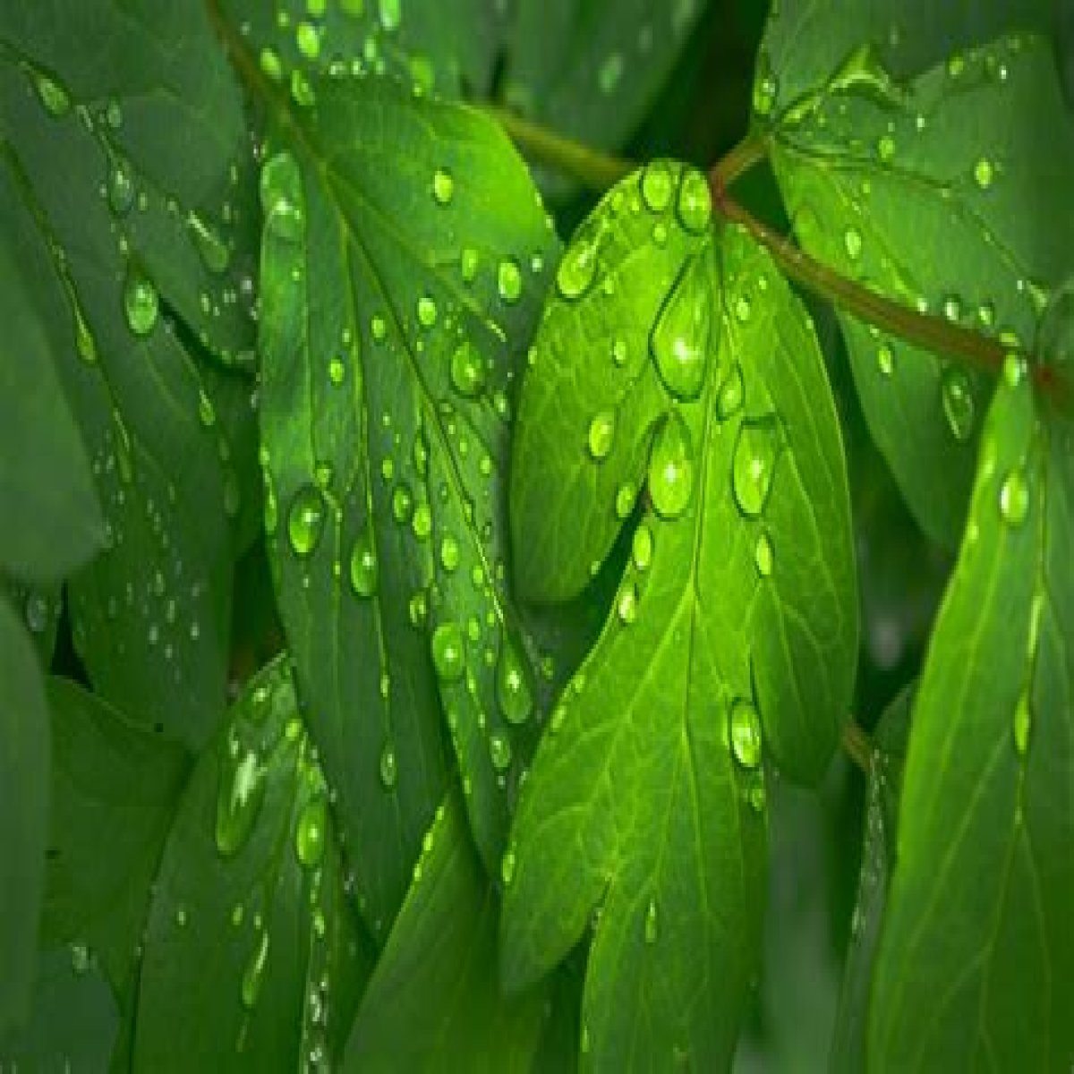 Morning moisture on tree leaves