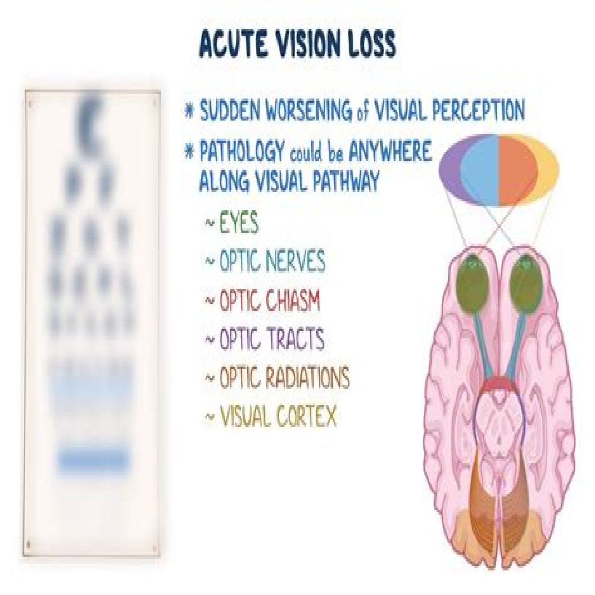 Person with unusually acute vision: 2 wds.