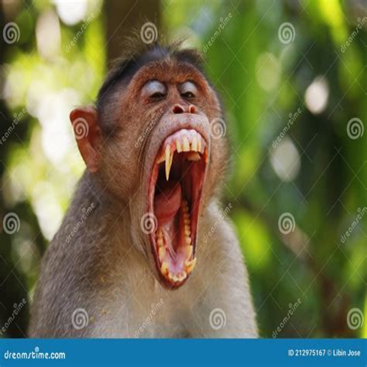 What does it mean when monkeys chatter their teeth?